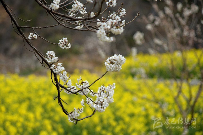 美麗鄉(xiāng)村春來早 正是瀘定賞花時(shí)