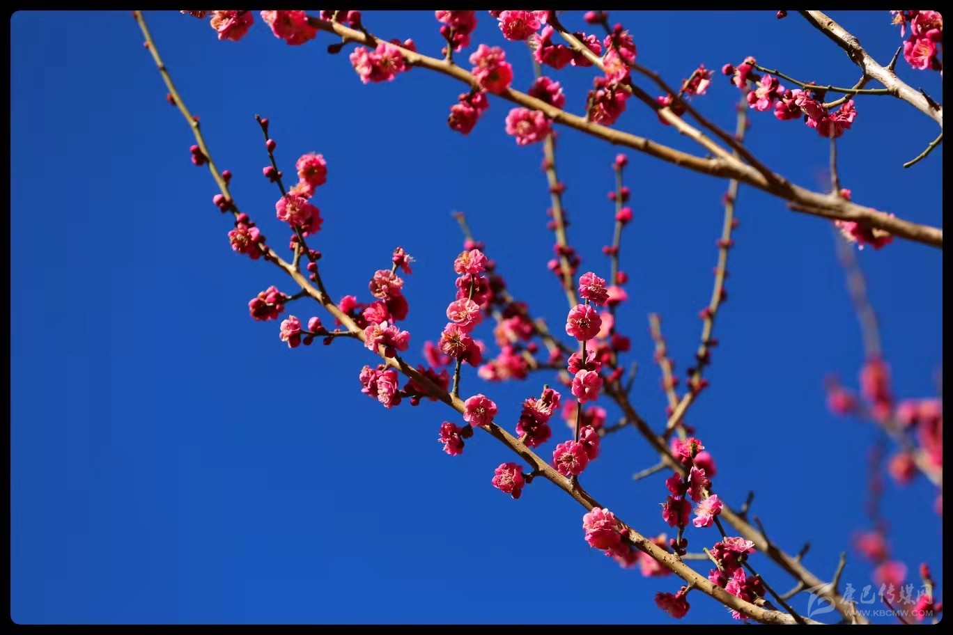 早春時節(jié)春意鬧 梅花枝頭俏