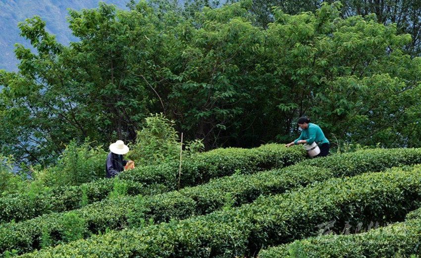 正是春茗好時節(jié)