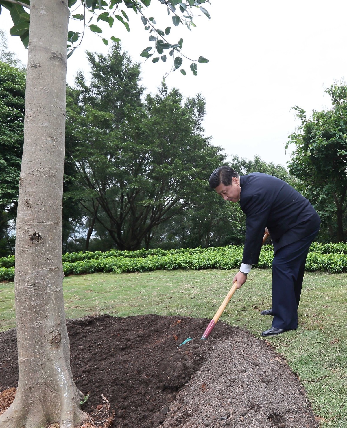 2012年12月8日，習近平在深圳蓮花山公園種下一棵高山榕樹。