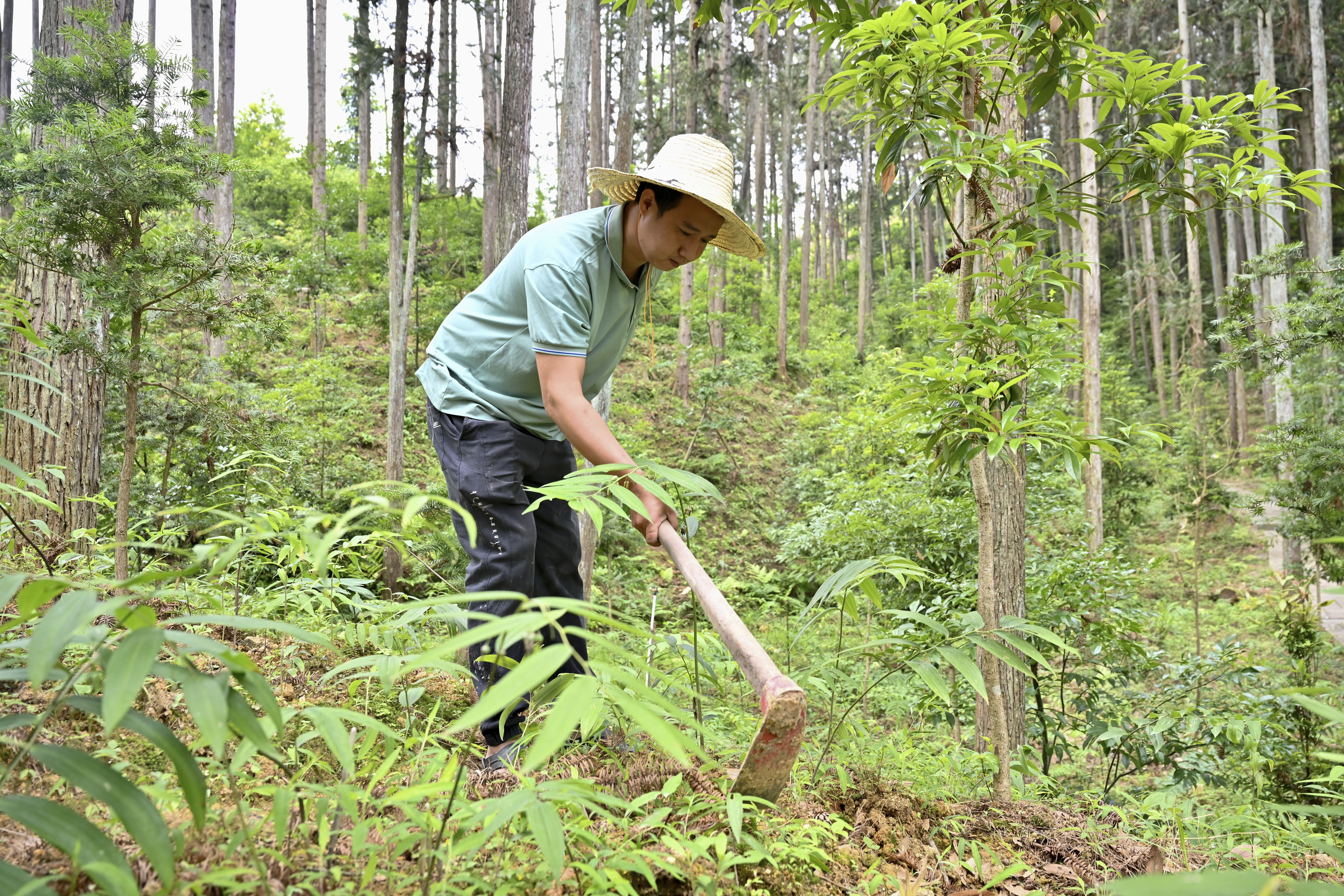 2024年5月9日，福建省三明市馬巖林下經(jīng)濟(jì)種植示范基地工人在管理林下種植的多花黃精。