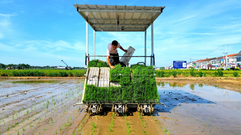 戴宏在無(wú)人駕駛的插秧機(jī)上作業(yè)。常德日?qǐng)?bào)社 王明睿 攝