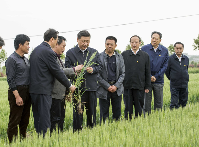 2016年4月25日下午，習(xí)近平在安徽滁州市鳳陽縣小崗村察看小麥長勢。左一為種糧大戶程夕兵。新華社記者 李學(xué)仁 攝