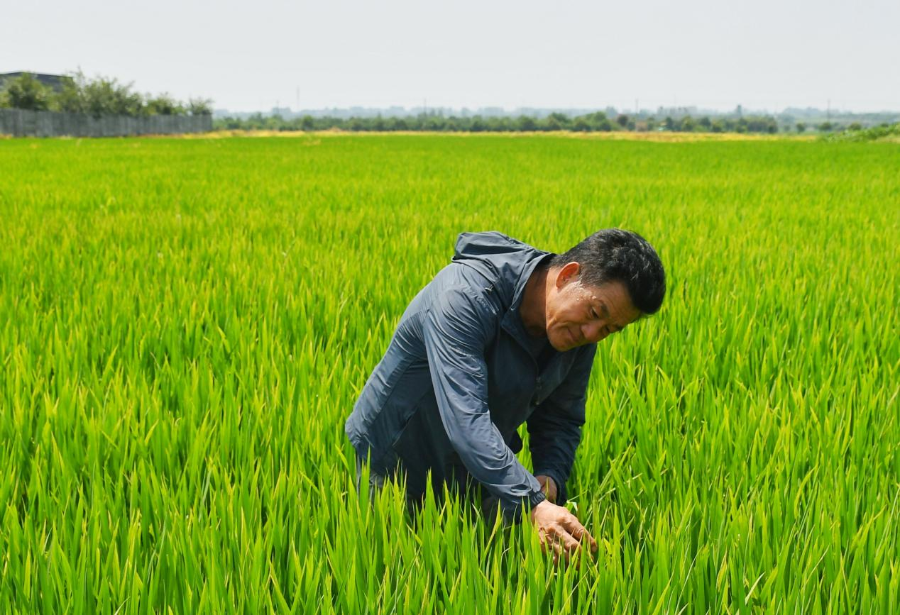 程夕兵在農(nóng)田里檢查水稻種植情況。人民網(wǎng)記者 周坤 攝